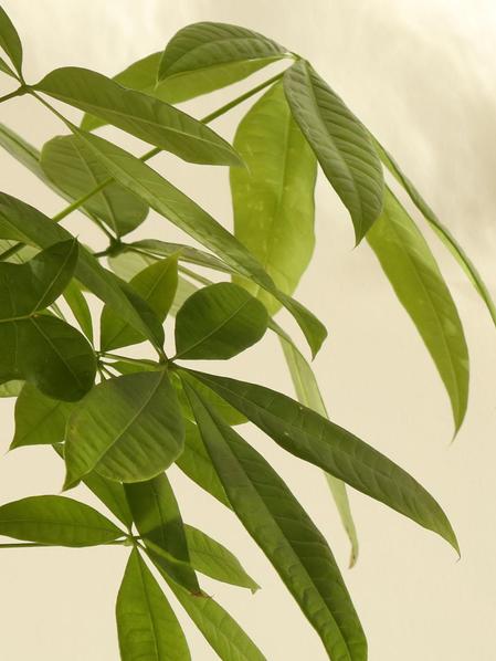 Braided Money Tree