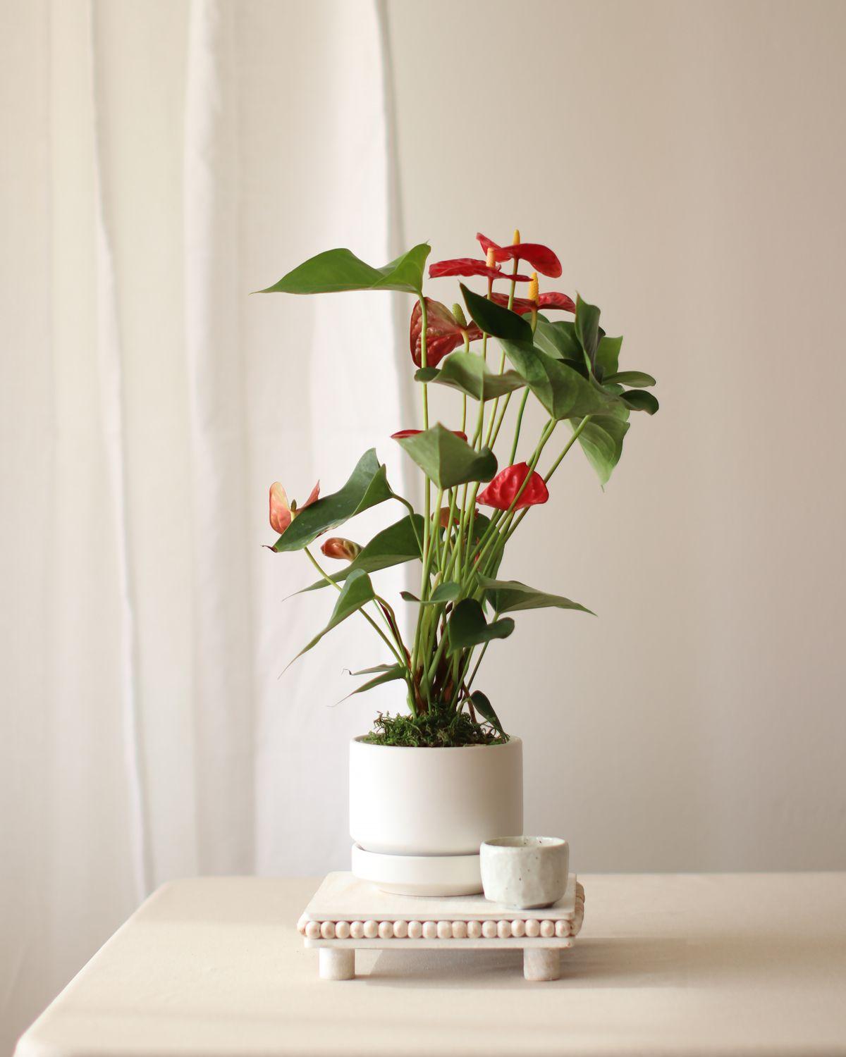 Anthurium - King of Hearts Small (8-12 inches tall) – Midnight ...