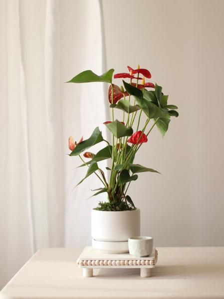 Anthurium - King of Hearts