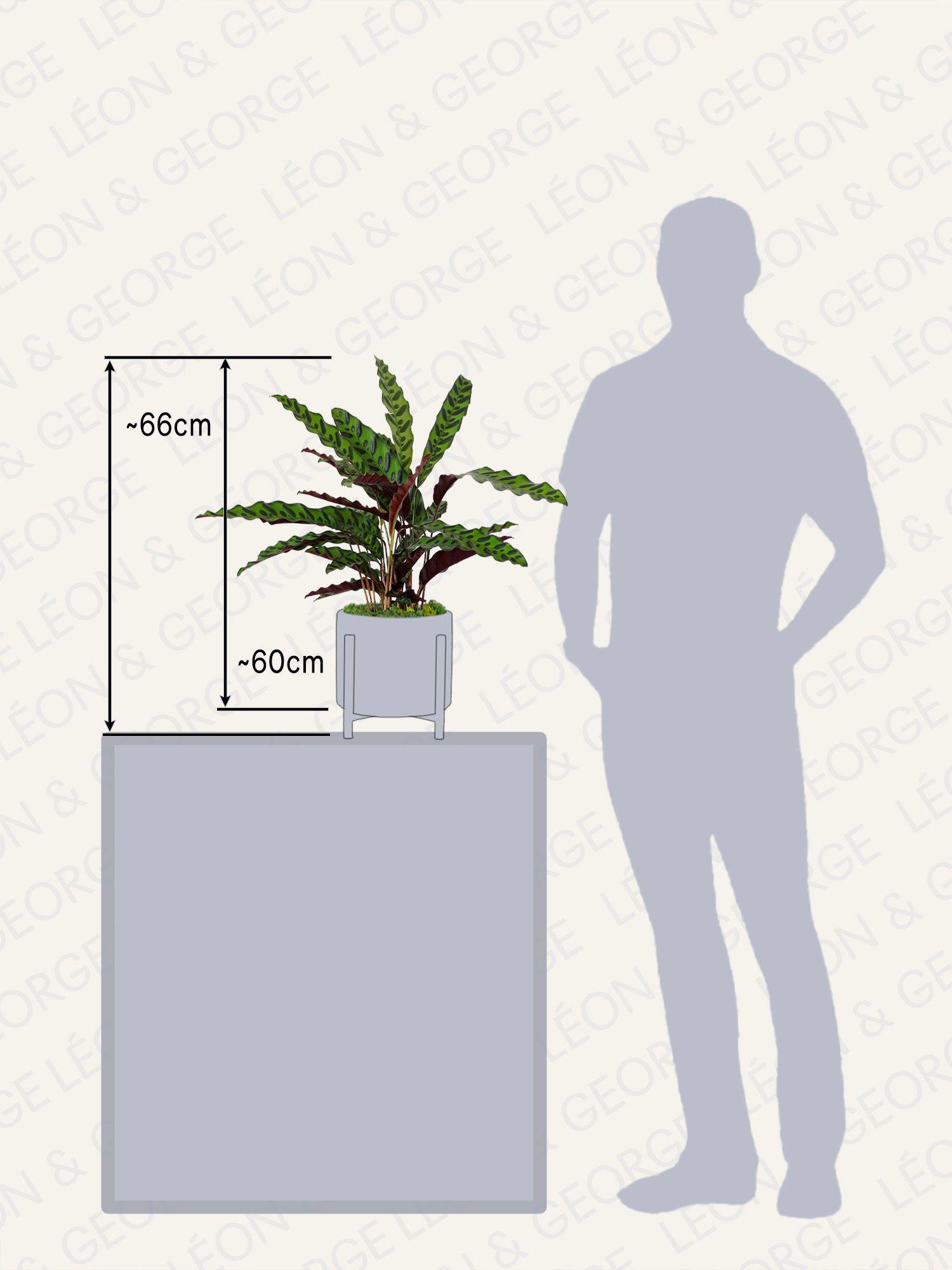 Calathea Paon de Rio