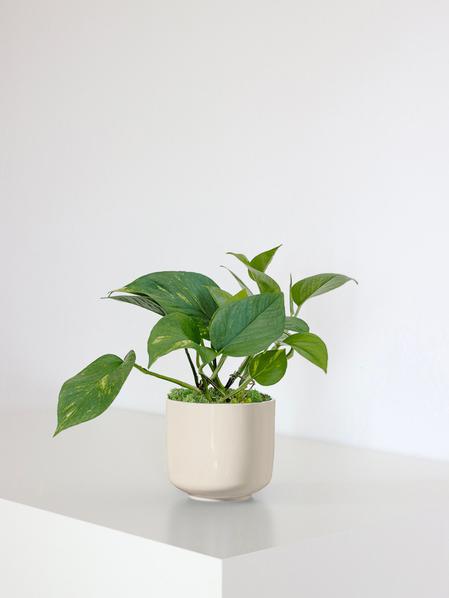 Pothos Cascade