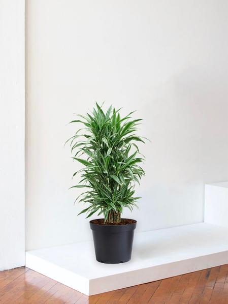 Dracaena Deremensis