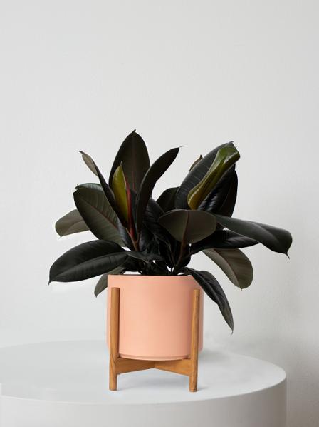 Rubber Plant