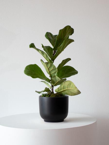 Fiddle Leaf Fig Plant