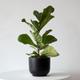 Fiddle Leaf Fig Plant