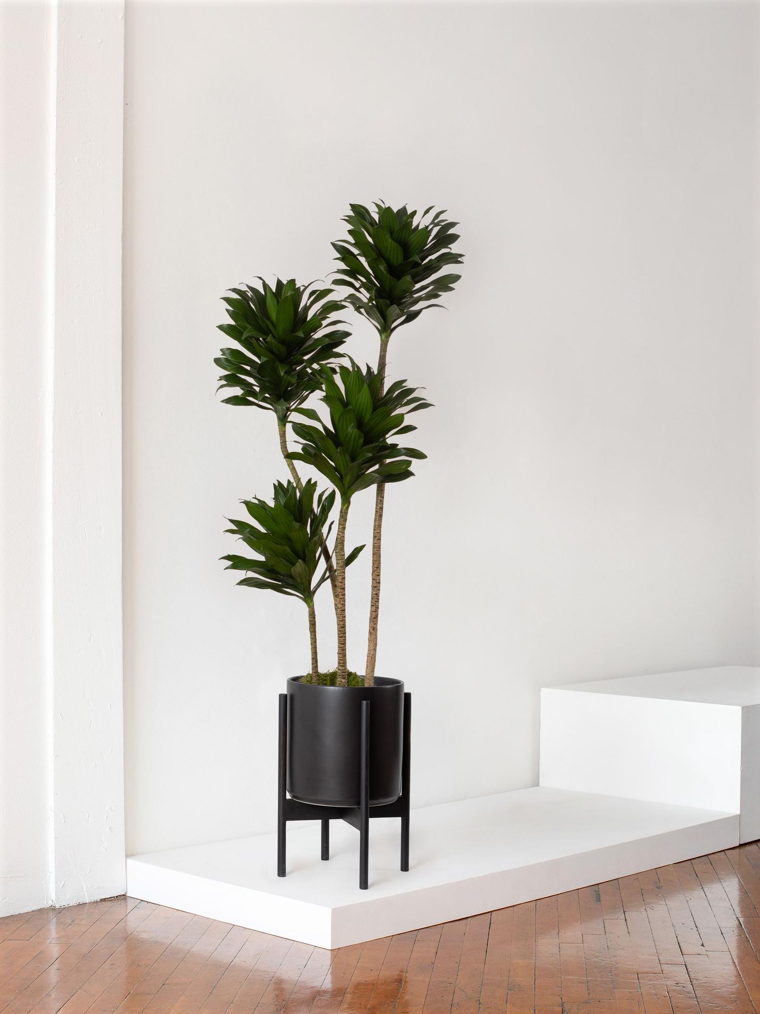 Dracaena Compacta - Black Mid-Century Ceramic & Black Wood Stand