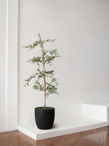 Black Olive Tree