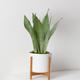 Sansevieria Moonshine
