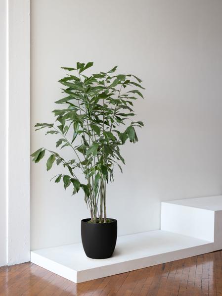 Fishtail Palm