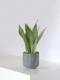 Sansevieria Moonshine