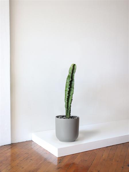 Jade Cactus