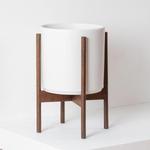 Dracaena Song of India - White Mid-Century Ceramic & Dark Wood Stand