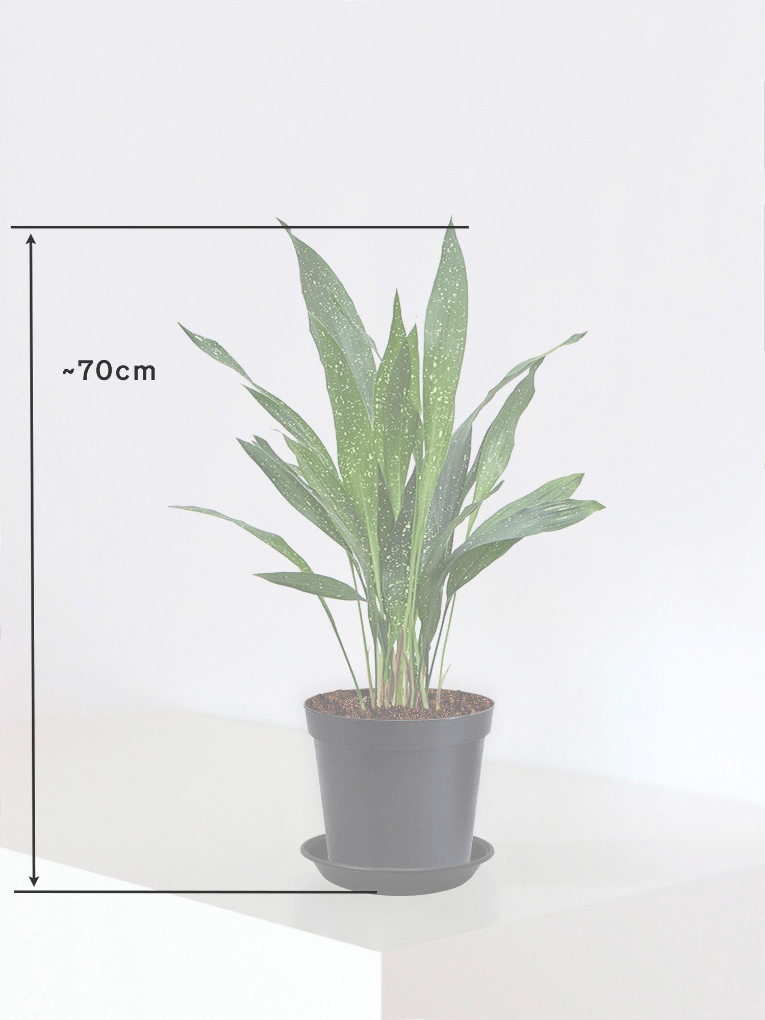 Aspidistra Elatior Milky Way