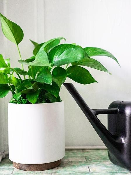 Arrosoir et Vaporisateur House of Botanicals