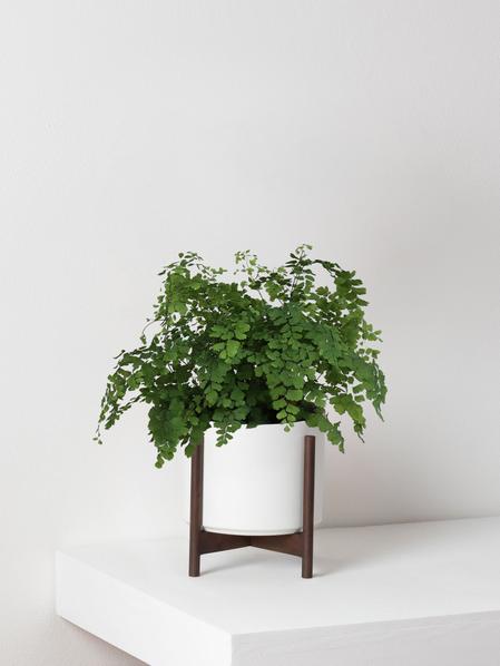 Maidenhair Fern