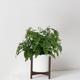 Maidenhair Fern
