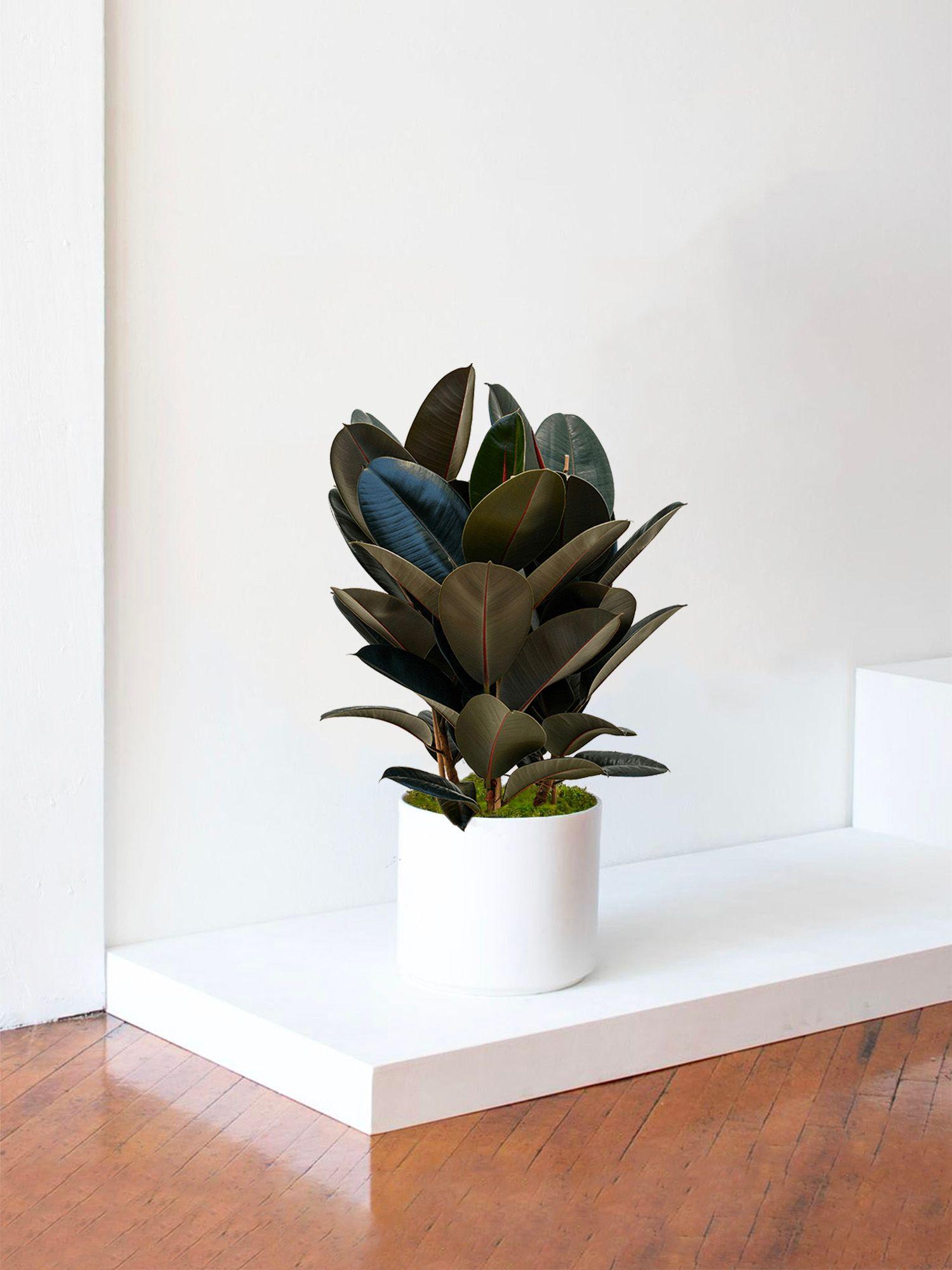 Ficus Elastica Abidjan