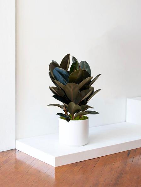 Ficus Elastica Abidjan