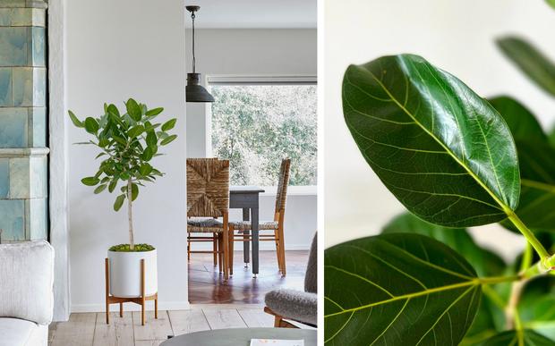 Une plante avec un je-ne-sais-quoi...