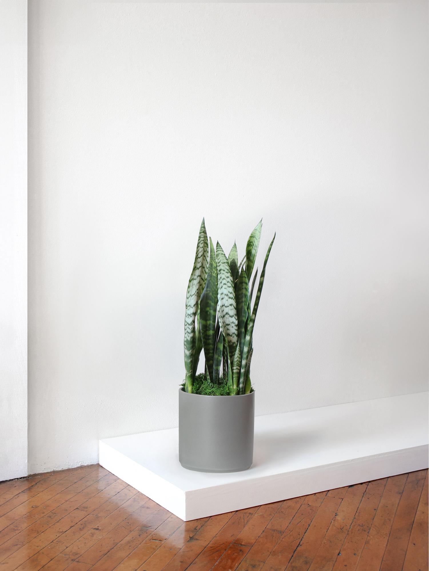 black-coral-snake-plant-gray-