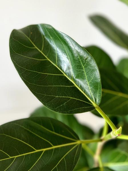 Ficus Audrey