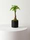 Braided Money Tree