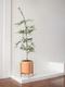 Black Olive Tree