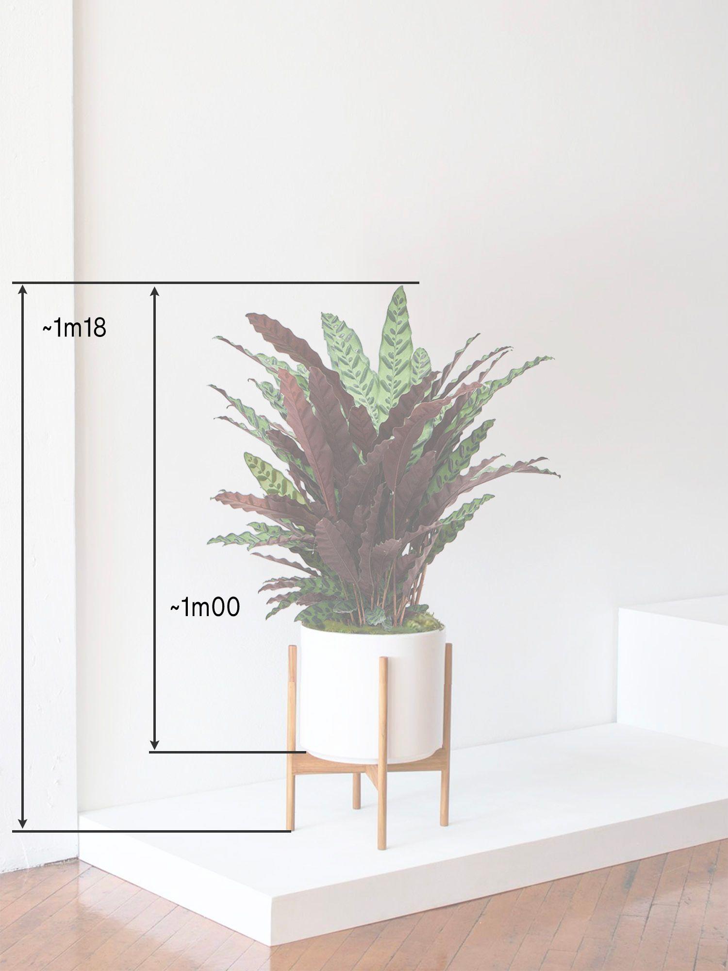 Calathea Paon de Rio