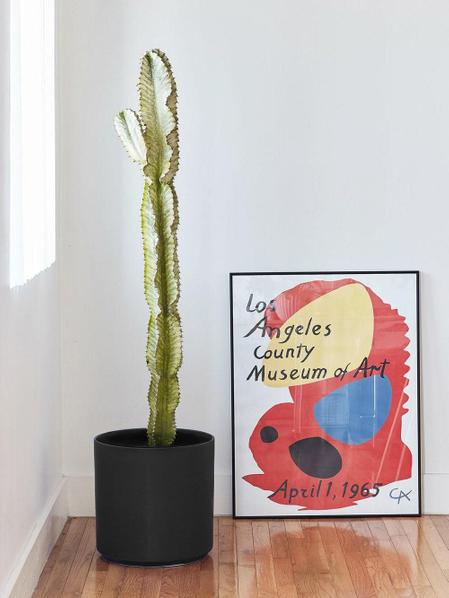 Desert Cactus
