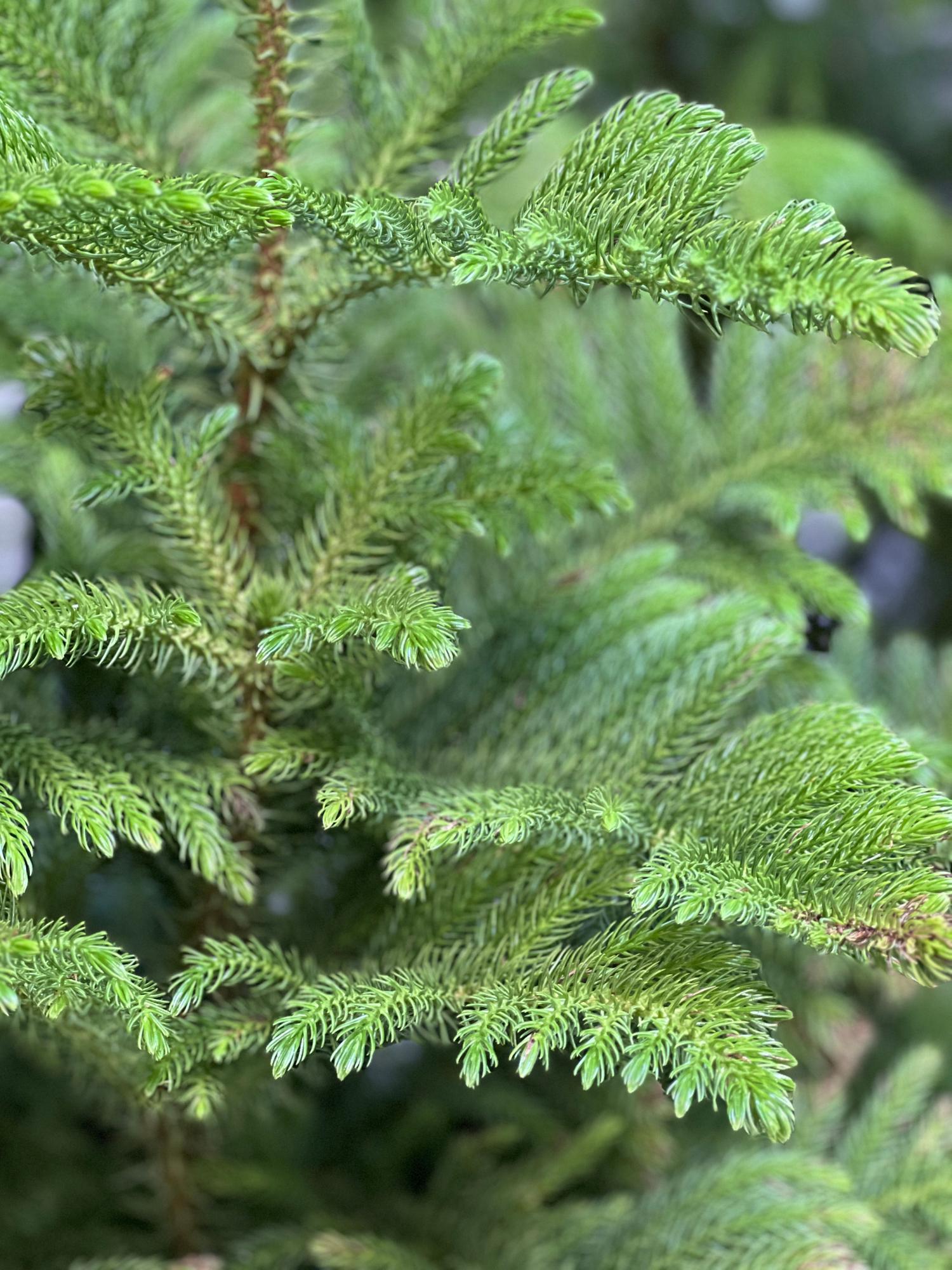 Norfolk Island Pine