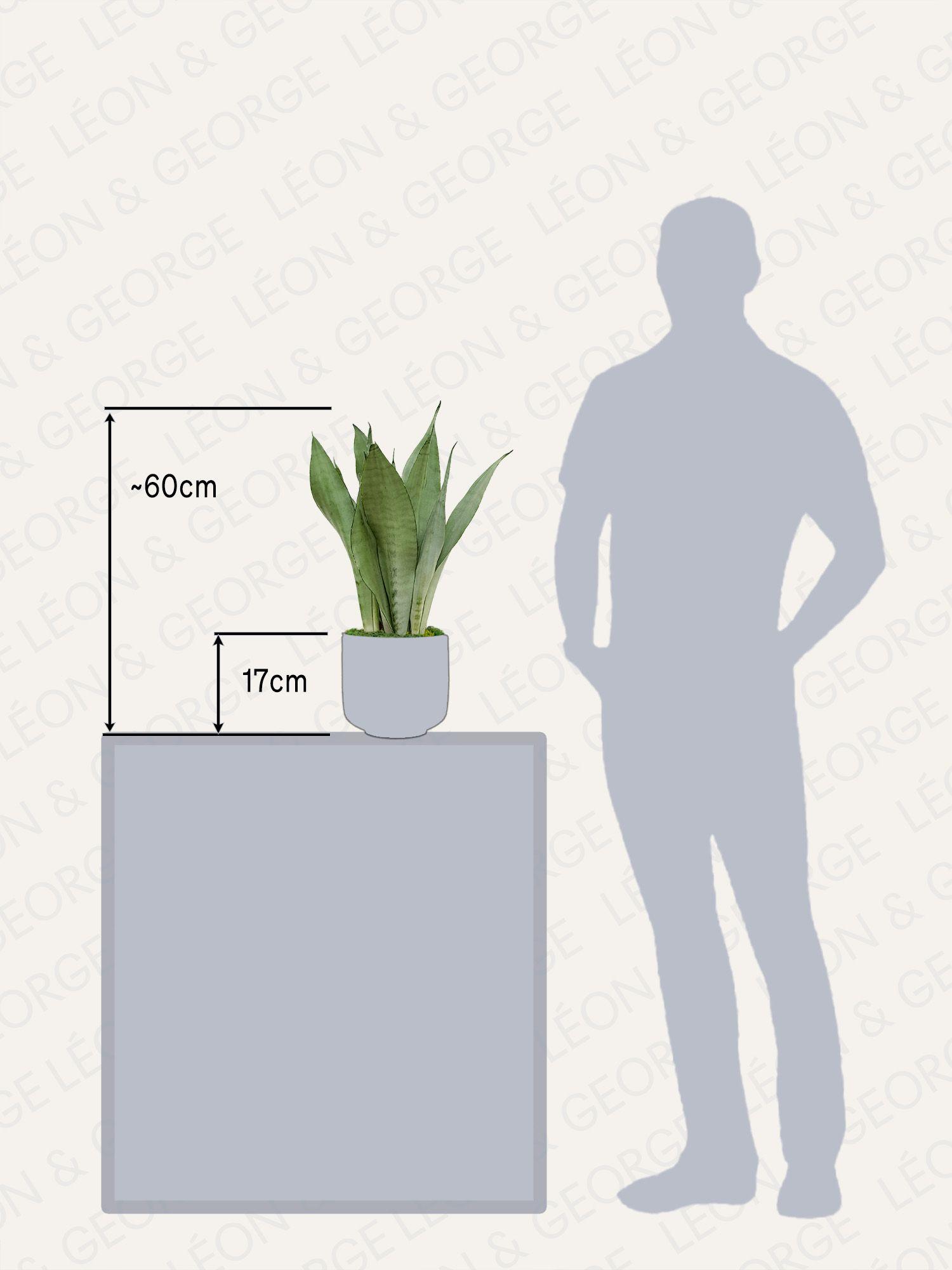 Sansevieria Moonshine