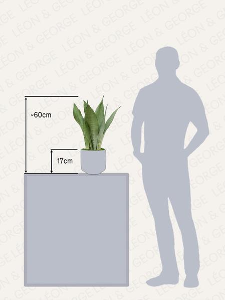 Sansevieria Moonshine