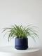 Spider Plant