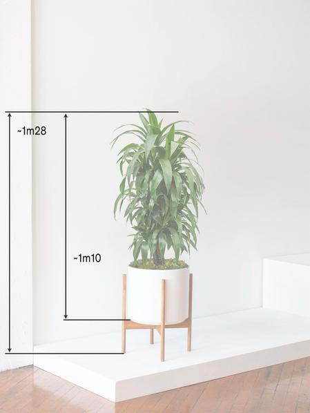 Dracaena Fragrans Janet