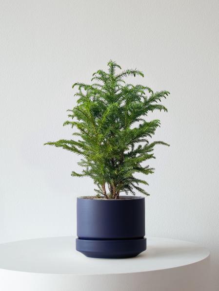 Norfolk Island Pine