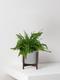 Boston Fern