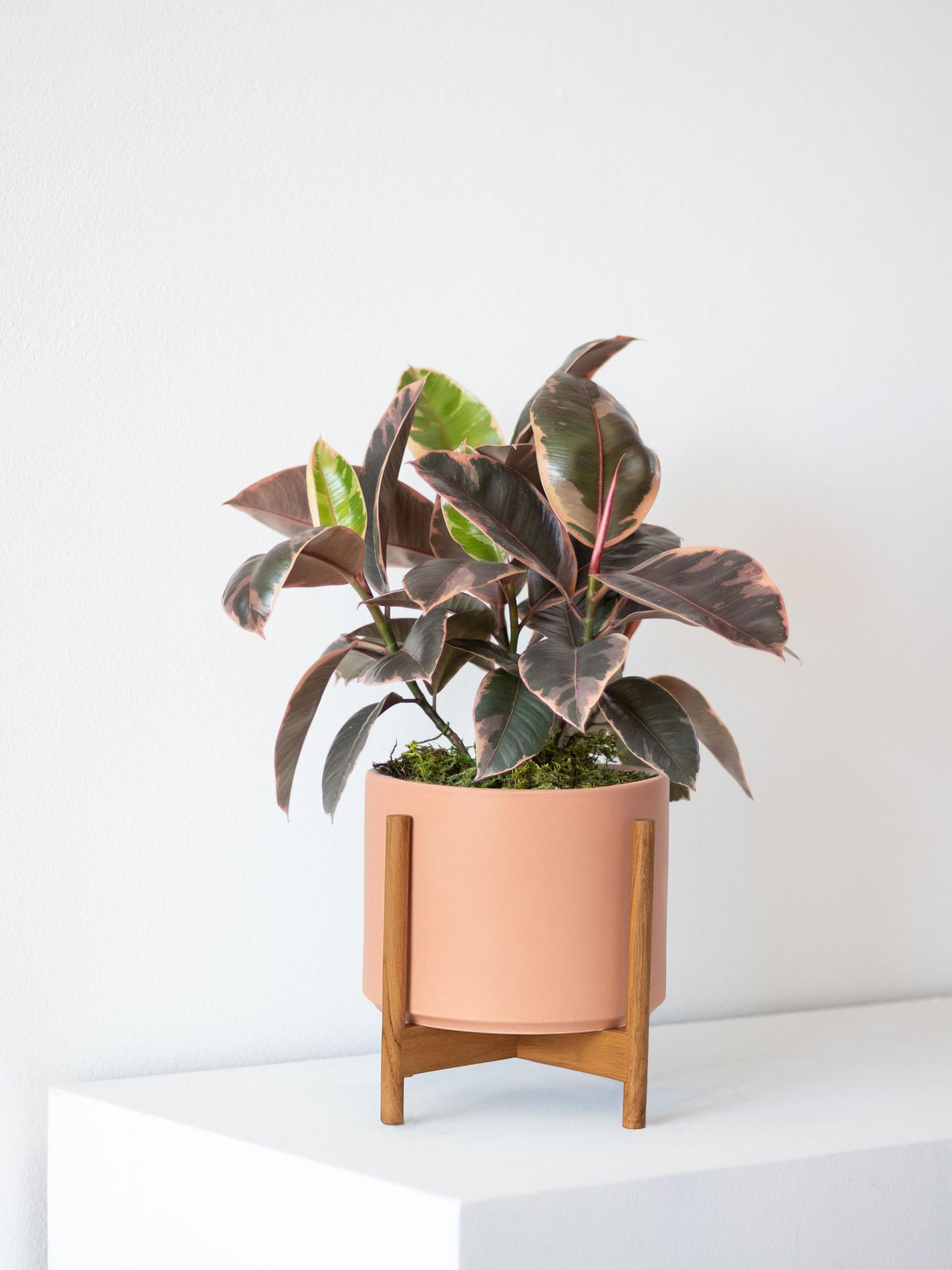 Pink Rubber Plant
