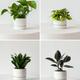 Easy Accents Plant Package