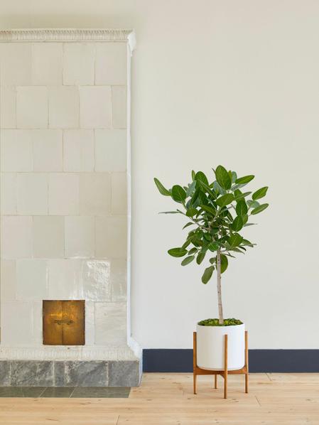 Arbre Ficus Audrey