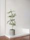 Black Olive Tree