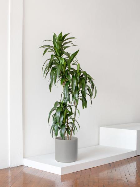 Dracaena Lisa