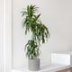 Dracaena Lisa