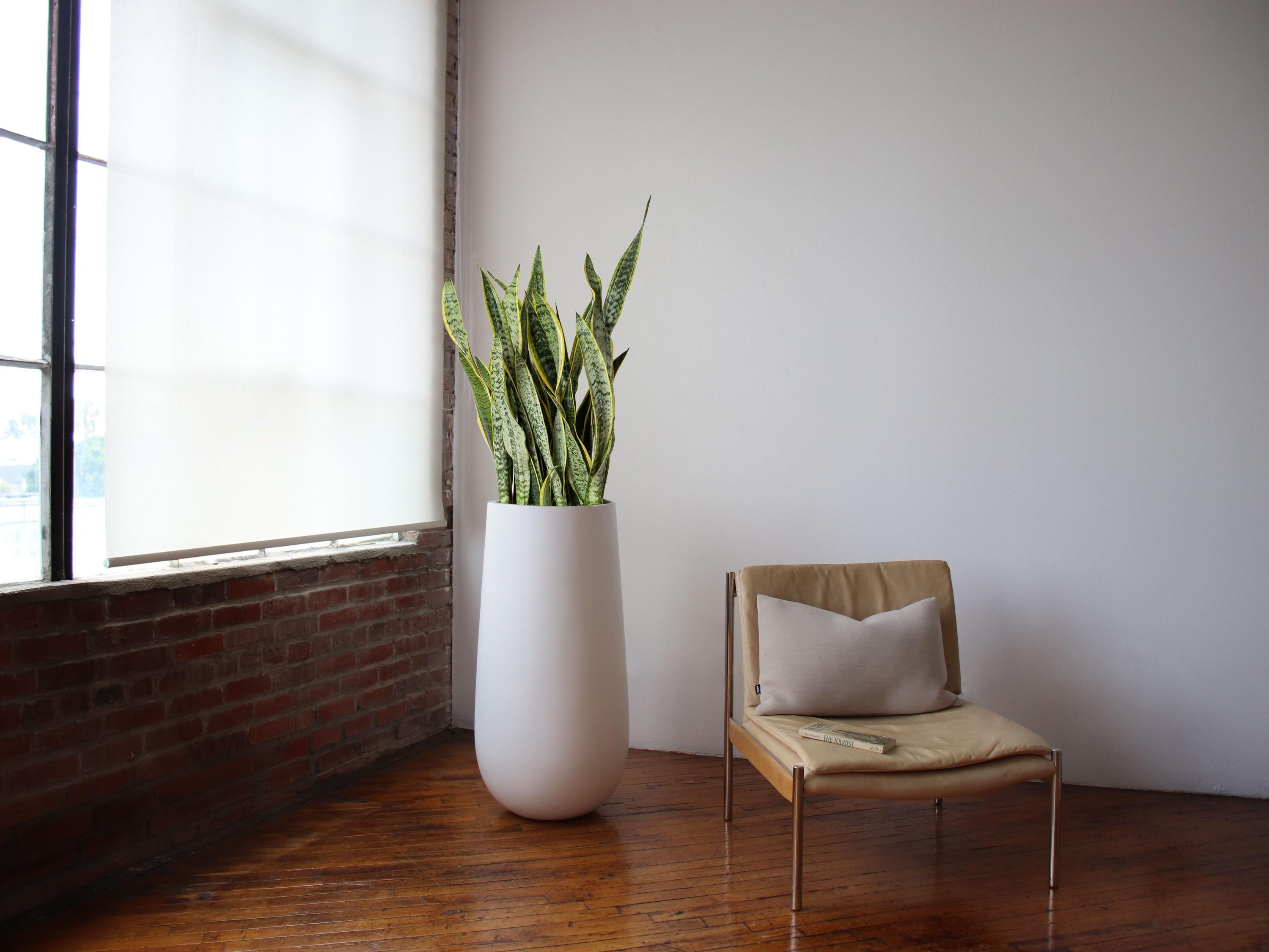 Snake Plant Laurentii