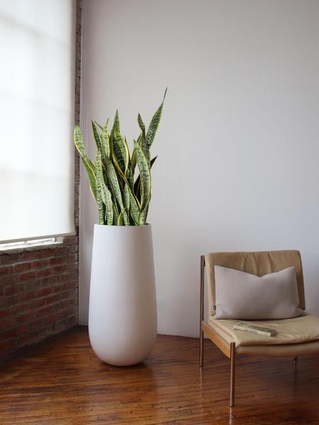Snake Plant Laurentii