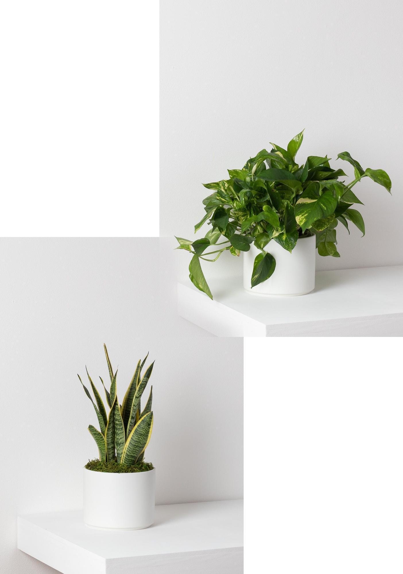 Pothos & Snake Duo