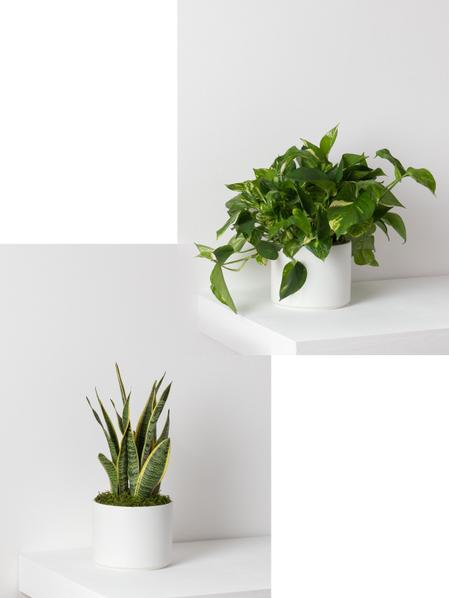 Pothos & Snake Duo