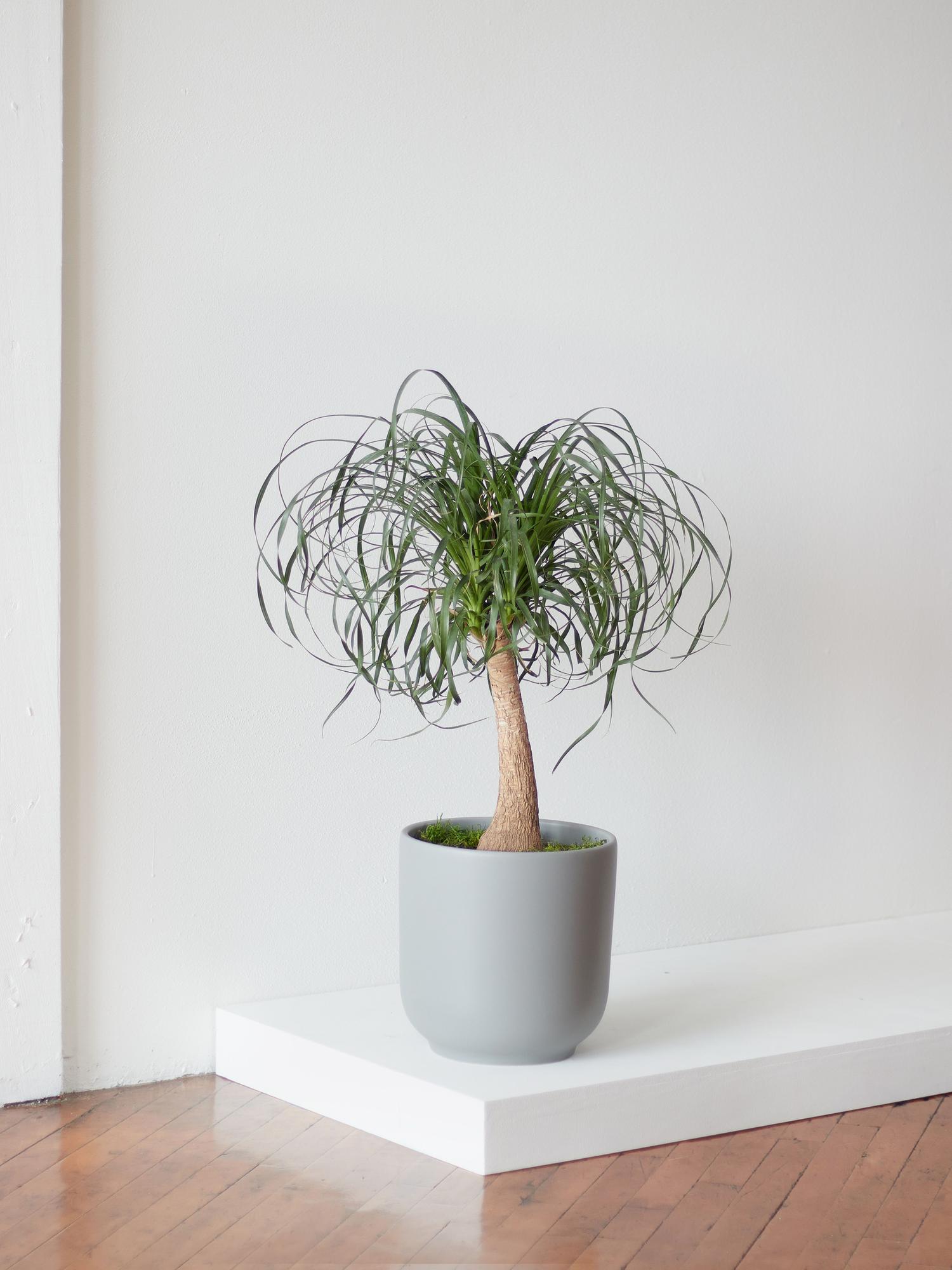 Ponytail Palm - Nouvelle Ceramic