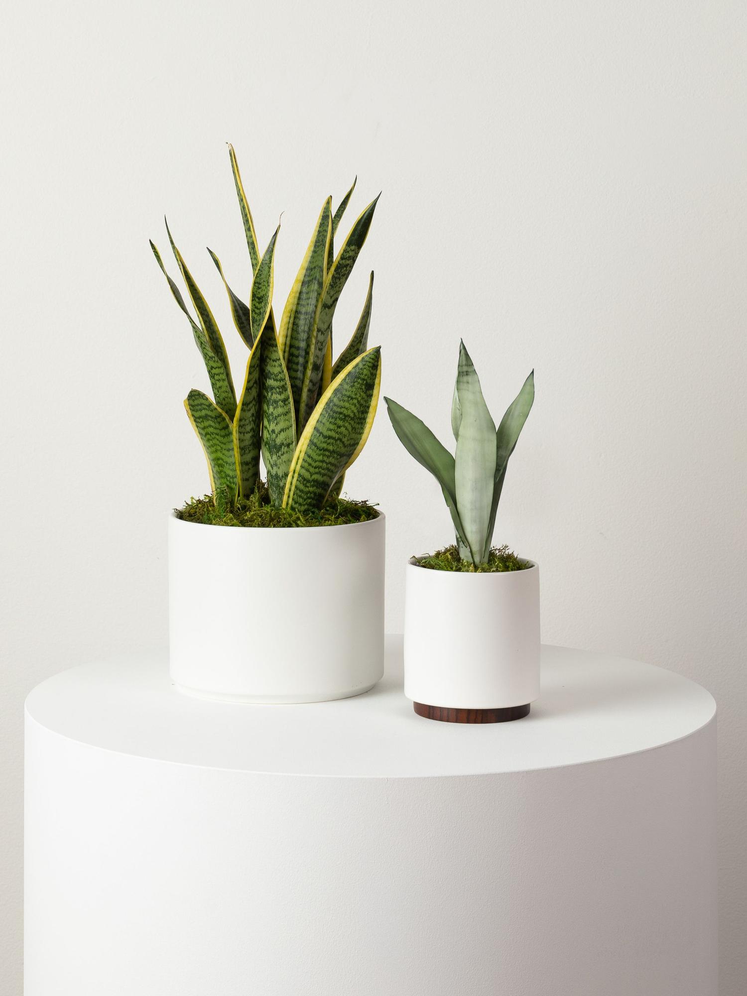 Moonshine Snake Plant