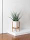 Fernwood Mikado Snake Plant