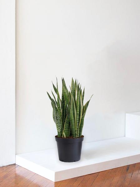 Sansevieria Laurentii